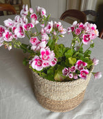 Sisal Basket Set in Camel and Coffee